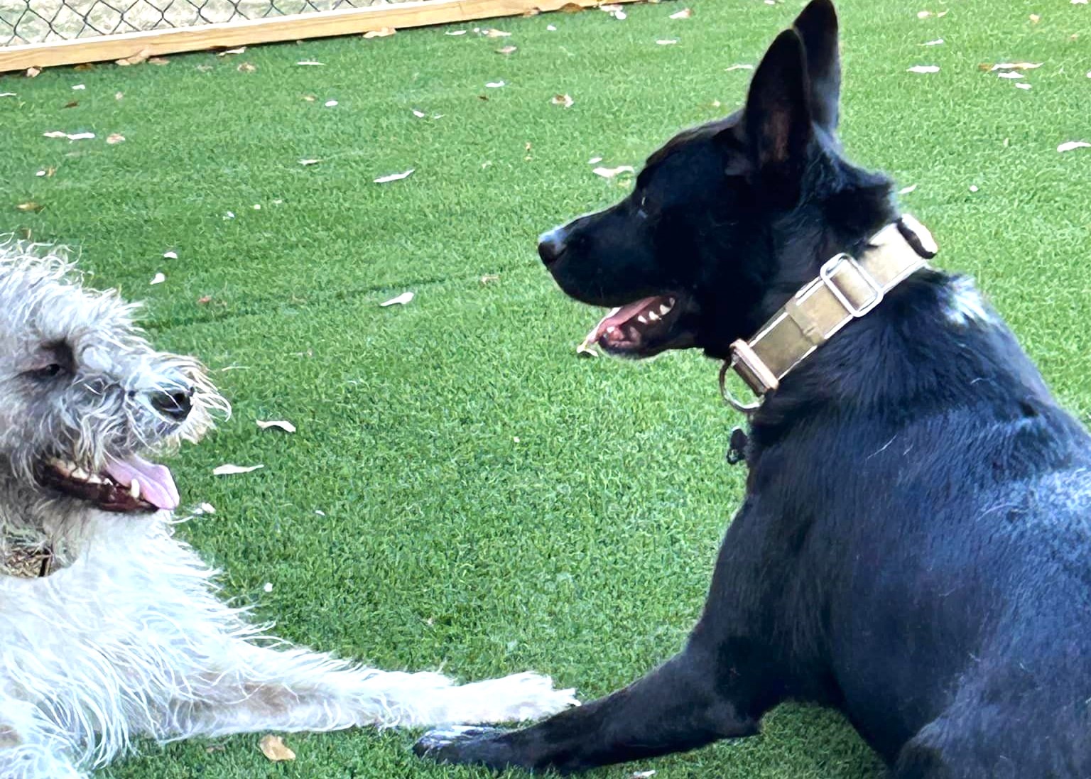 Big Dog Boarding Toby Charlie and friend